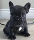 krásné štěně francouzského buldoka k adopci