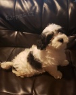 štěňata Coton De Tulear K dispozici 