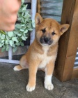 prodej zdravých štěňat shiba inu