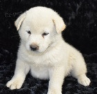 úžasné prodej štěňat shiba inu