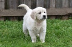 Zlatý retriever 04