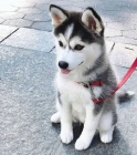 sibiřský husky6