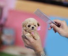Prodám štěňátka mini pudla. Štěňátka jsou všechna očkovaná a odčervená. Psi jsou nyní připraveni k adopci. Štěňátka jsou velmi malá a lze je přenášet.