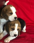 tříbarevná štěňata beagle k dispozici a připravená k prodeji. Všichni jsou očkovaní, odčervení a rádi si hrají s dětmi a jinými zvířaty.