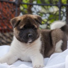 Prodám štěňata Akita Inu