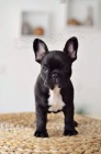 tata francouzskho buldoka plemeno: Francouzsk buldoek 08.08. 2021 - 16:08:21 Dvm ven N rodinn mazlek Chi Chi porodil osm