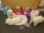 Úžasné Samoyed štěňata