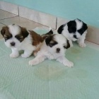 Nádherná Štěňata Shih Tzu Všechny připravené -