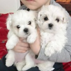 štěně MALTESE