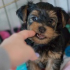 štěňátka Yorkie
