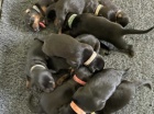 Nádherná štěňata dobermana registrovaná v KC