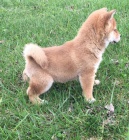 Rozkošné štěně shiba inu chlapec a dívka