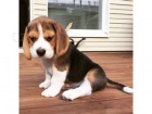 čistokrevná úžasná štěňata Beagle.