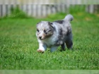 (Sheltie) dispozici jsou štěňata shetlandských ovčáků (Sheltie)