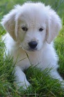 Zlatý retriever