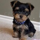 Krásná čistokrevná štěňátka Yorkie
