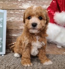 Štěňata Bichon poo jsou k dispozici a připravena k prodeji. Pouze pro vážné osoby.