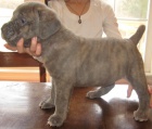 Prodám zdravá a hygienicky nezávadná štěňata Cane Corso.