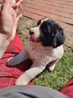2 Štěňata Landseer velmi zdravá