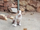 2 Americký pitbulteriér pro nové domy
