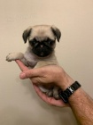 Štěňata Mops