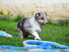 (Sheltie) dispozici jsou štěňata shetlandských ovčáků (Sheltie)