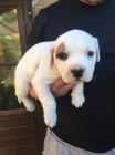 štěňata Amerického buldoka k adopci.