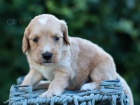 ZDRAVÁ a OČKOVANÁ štěňata Goldendoodle na prodej.