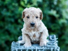 Štěňata Goldendoodle na prodej.