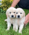 Zlatý retriever