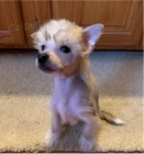 Čínská chocholatá štěňata jsou připravena na adopci a nové rodiny.