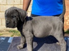 Štěňátka Cane corso stará 8 týdnů