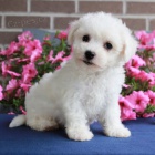 Bichon frize štěňata na prodej.