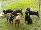 Doberman Pinscher Štěně k dispozici