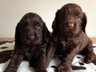štěňata (field spaniel )polních španělů velmi přátelská a milující, dobrá s ostatními domácími mazlíčky a dětmi
