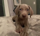 Krásné čistokrevné weimaraner štěňata
