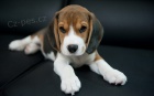 Prodám zdravá štěňátka trikolóra Beagle. 