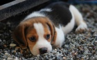 trikolorní štěňata Beagle.