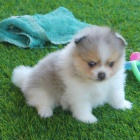 Pomeranian štěňata na prodej
