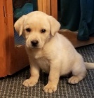 Prodám štěňata labradorského retrívra.