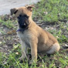 Prodám zdravá a krásná štěňata belgických malinois a samců.