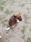 2 hravé štěňata Fox Terrier