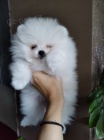 krásná štěňátka volpino ( pomeranian )  hledající nové domovy