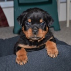 ŠTĚŇATA rotvajlera k adopci.