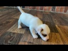 prodej mini jack russell štěňat.