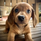 ttka Jezevka jsou pipravena k adopci