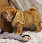 Shar-Pei jsou připraveni k adopci.