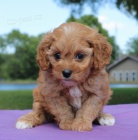 Krásná štěňata Cavapoo jsou k dispozici a připravena k prodeji.