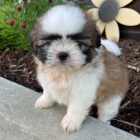 na prodej hygienicky a sociálně vyškolená štěňata MINI SHIH TZU