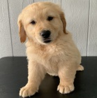 zlatí retrívři, goldendoodles, labradory, labradoodle, louže, štěňata welsh corgis pembroke na prodej šek nebo stránka webové stránky: bestewelpennachhause.com e -mail: info@bestewelpennachhause.com ceny 50% sleva. kontaktujte nyní a proveďte výběr a získ